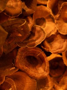 Wood background texture with warm colours